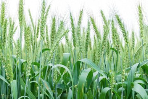 全国排名前十玉米品种(中国十大顶级玉米品种)插图1 全国排名前十玉米品种(中国十大顶级玉米品种)插图1