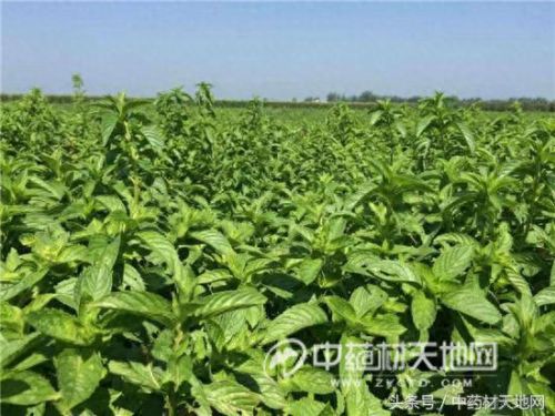 全球薄荷产量排名前十(薄荷全世界一年产量有多少)插图8