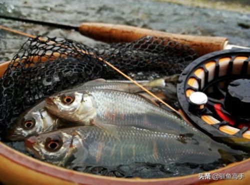 山西钓鱼品种排名前十(山西运城钓鱼的水库)插图16 山西钓鱼品种排名前十(山西运城钓鱼的水库)插图16