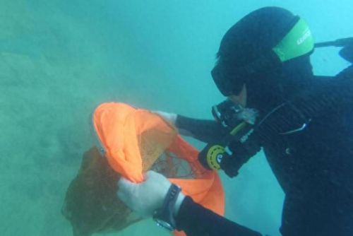 淡水潜水收入排名前十(爱潜水的乌贼一年收入)插图1 淡水潜水收入排名前十(爱潜水的乌贼一年收入)插图1