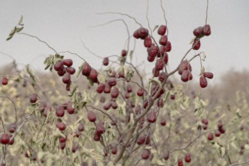 高品质红枣排名前十(中国红枣品牌排行)插图2