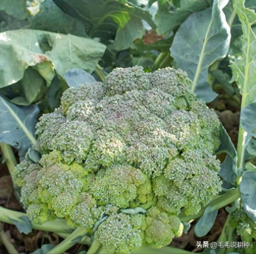 室内蔬菜十大排行榜图片(十大止咳蔬菜排行榜)插图8