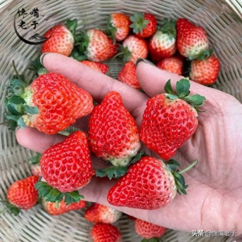 十大洗不干净的水果排行榜(哪四种水果不干净)插图13 十大洗不干净的水果排行榜(哪四种水果不干净)插图13