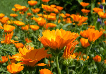 好用蟑螂药排名前十(蟑螂药排名前10)插图2 好用蟑螂药排名前十(蟑螂药排名前10)插图2