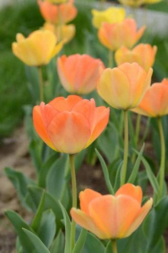 十大药用花排行榜图片及价格(娄娄花的药用价值)插图5