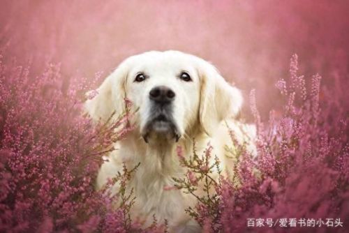 十大装逼打脸小说排行榜(装逼打脸系统小说免费)插图 十大装逼打脸小说排行榜(装逼打脸系统小说免费)插图