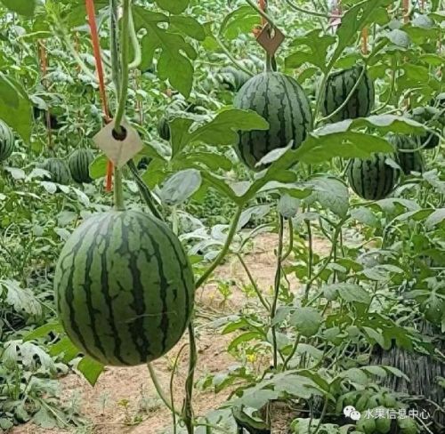 西瓜品种大小十大排行榜(露天西瓜哪个品种好)插图16