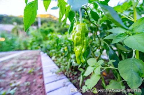 蓟县盘山酒店排名前十(蓟县盘山聚海缘)插图23 蓟县盘山酒店排名前十(蓟县盘山聚海缘)插图23