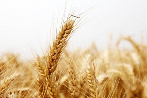 全国排名前十玉米品种(中国十大顶级玉米品种)插图 全国排名前十玉米品种(中国十大顶级玉米品种)插图