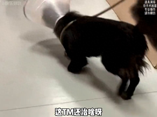 动物排行榜之十大动物医生(动物排名十大凶猛动物)插图 动物排行榜之十大动物医生(动物排名十大凶猛动物)插图