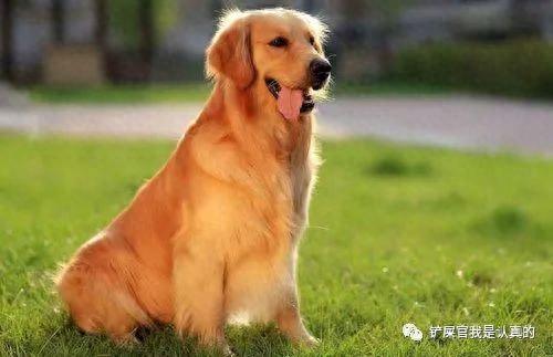 十大最萌的小宠排行榜(十大最萌的仓鼠排行榜)插图2