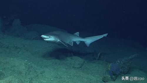 世界最强的十大鲨鱼排行榜(十大温柔的鲨鱼)插图8