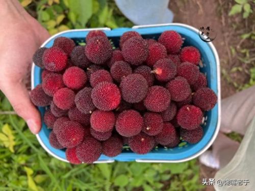 十大洗不干净的水果排行榜(哪四种水果不干净)插图2 十大洗不干净的水果排行榜(哪四种水果不干净)插图2