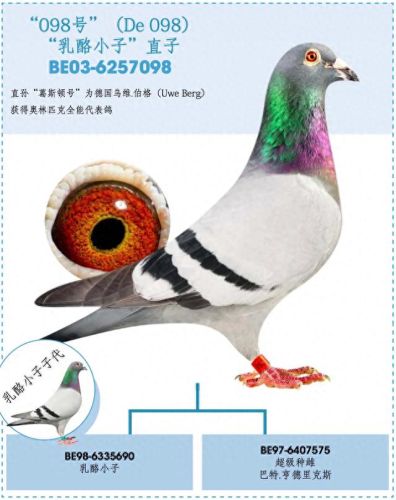 小信鸽品种十大排行榜(信鸽排名前十名品种)插图2