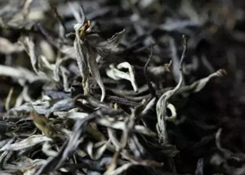 国内古老茶树排名前十(云南最古老的茶树在什么茶区)