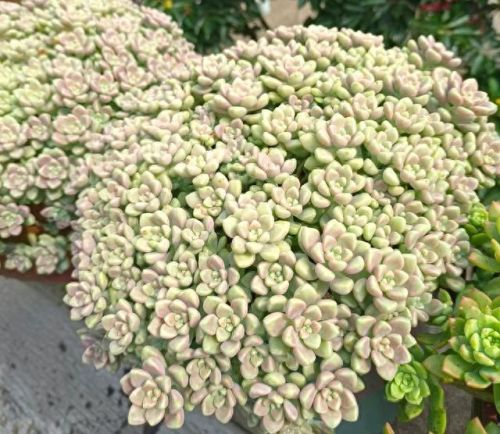 十大最美老桩多肉排行榜(大老桩多肉)插图6