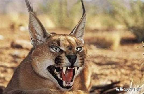 凶猛的猫十大排行榜(十大品牌猫)插图4