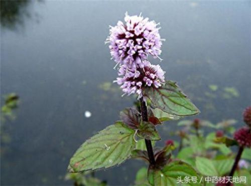 全球薄荷产量排名前十(薄荷全世界一年产量有多少)插图10