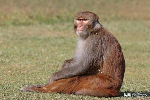 世界十大战斗猴排行榜图片(上古十大妖猴大全照片)插图8