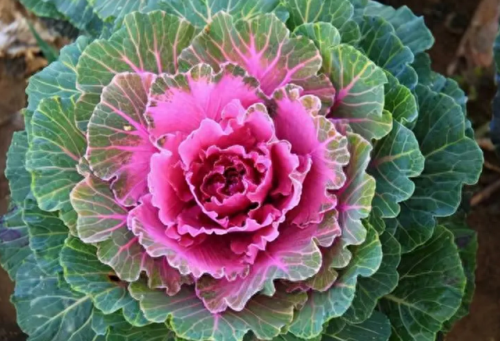 春节摆花卉十大排行榜(春节花卉宣传语)插图2