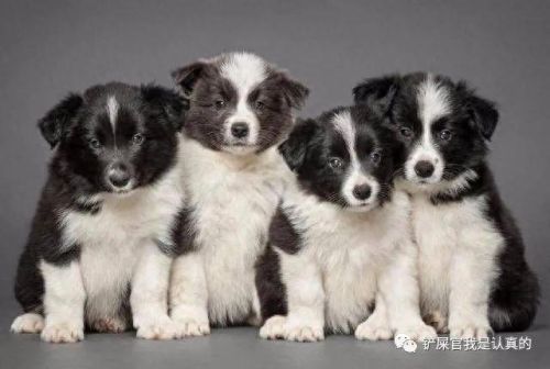 十大最萌的小宠排行榜(十大最萌的仓鼠排行榜)插图7 十大最萌的小宠排行榜(十大最萌的仓鼠排行榜)插图7