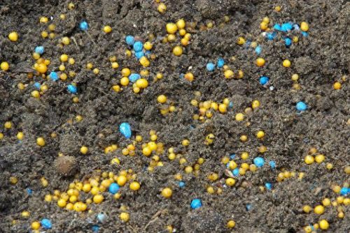 花卉控释肥十大排行榜(适合控释肥的花卉)插图3