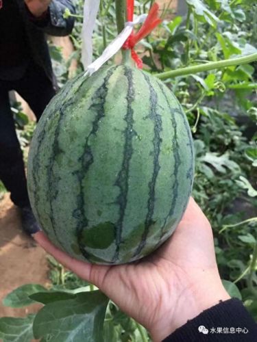 西瓜品种大小十大排行榜(露天西瓜哪个品种好)插图13