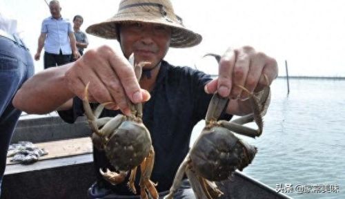 阳澄湖十大名蟹排行榜最新(阳澄湖1998蟹卡多少钱)插图5 阳澄湖十大名蟹排行榜最新(阳澄湖1998蟹卡多少钱)插图5