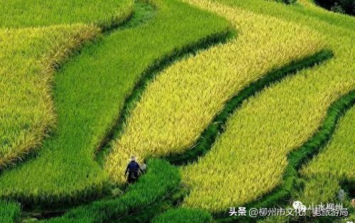 柳州十大摄影师排行榜图片(柳州全家福摄影前十名)插图4