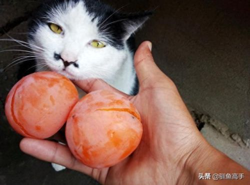 山西钓鱼品种排名前十(山西运城钓鱼的水库)插图7 山西钓鱼品种排名前十(山西运城钓鱼的水库)插图7