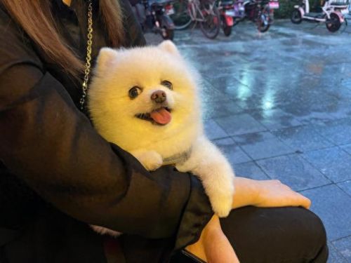 十大最建议养的狗排行榜(女儿13岁初中适合养狗吗)插图4