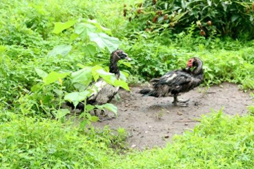 香坊区生态农场排名前十(成都生态农场排行榜)插图13 香坊区生态农场排名前十(成都生态农场排行榜)插图13