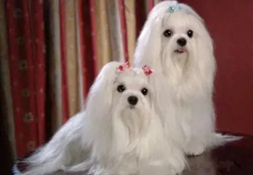 宠物犬名字排行榜前十大(宠物犬排名前十名大全)插图4