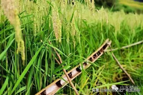 柳州十大摄影师排行榜图片(柳州全家福摄影前十名)插图11