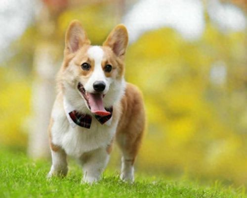 十大适合居家养的狗排行榜(哪种狗比较容易养)插图14 十大适合居家养的狗排行榜(哪种狗比较容易养)插图14