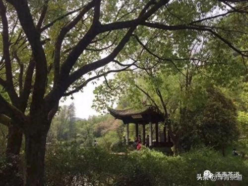 茶经排名前十的茶(十三种满分好茶)插图60 茶经排名前十的茶(十三种满分好茶)插图60