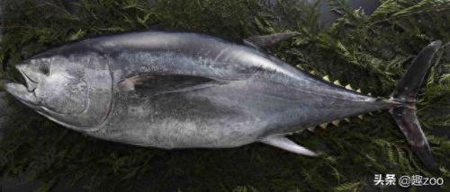 求十大最好吃的鱼排行榜(十大群游最好的鱼)插图2