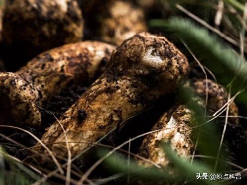 最贵的中餐食材排行榜十大(最贵的食材排行榜前十名)插图1 最贵的中餐食材排行榜十大(最贵的食材排行榜前十名)插图1