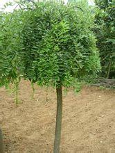 十大净化空气植物排行榜最新图片(空气净化植物名单大全)插图6 十大净化空气植物排行榜最新图片(空气净化植物名单大全)插图6