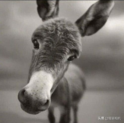 十大渣男微信头像排行榜(微信十大渣男头像)插图8