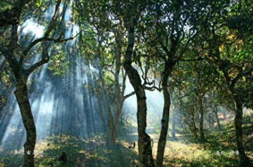 澜沧小众景点排名前十(澜沧东回景点)插图7 澜沧小众景点排名前十(澜沧东回景点)插图7