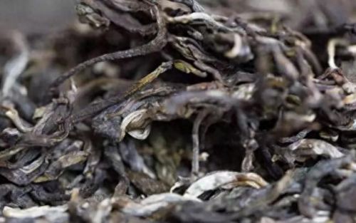 国内古老茶树排名前十(云南最古老的茶树在什么茶区)插图1 国内古老茶树排名前十(云南最古老的茶树在什么茶区)插图1