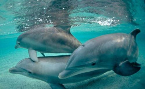 智商排名前十的十位(达斡尔族人智商排名)插图4 智商排名前十的十位(达斡尔族人智商排名)插图4