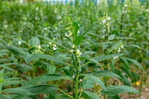 果蔬干十大排行榜(家庭自制果蔬干的做法)插图1