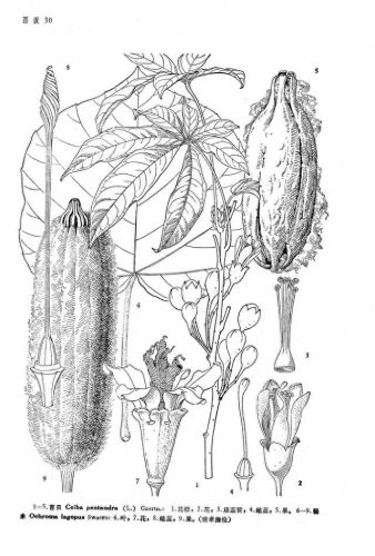 世界绿化速度排名前十(世界上最快的速度排名)插图7 世界绿化速度排名前十(世界上最快的速度排名)插图7