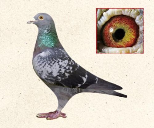 小信鸽品种十大排行榜(信鸽排名前十名品种)插图8