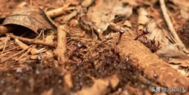 世界十大致命昆虫物排行榜(世界上最毒的10种昆虫)插图8