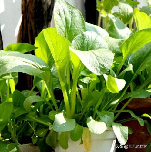 室内蔬菜十大排行榜图片(十大止咳蔬菜排行榜)插图1