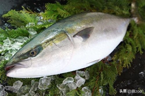 求十大最好吃的鱼排行榜(十大群游最好的鱼)插图