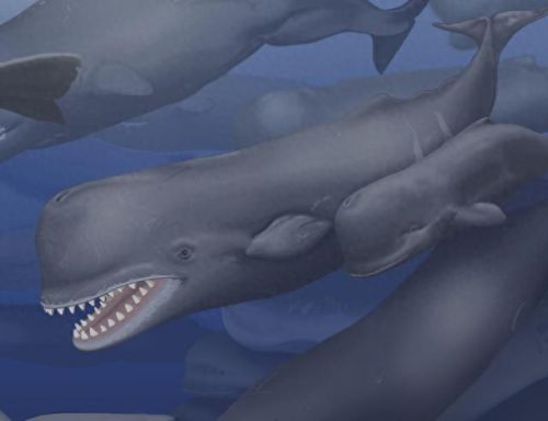 十大巨兽排行榜第6位(各大巨兽排行榜)插图7 十大巨兽排行榜第6位(各大巨兽排行榜)插图7